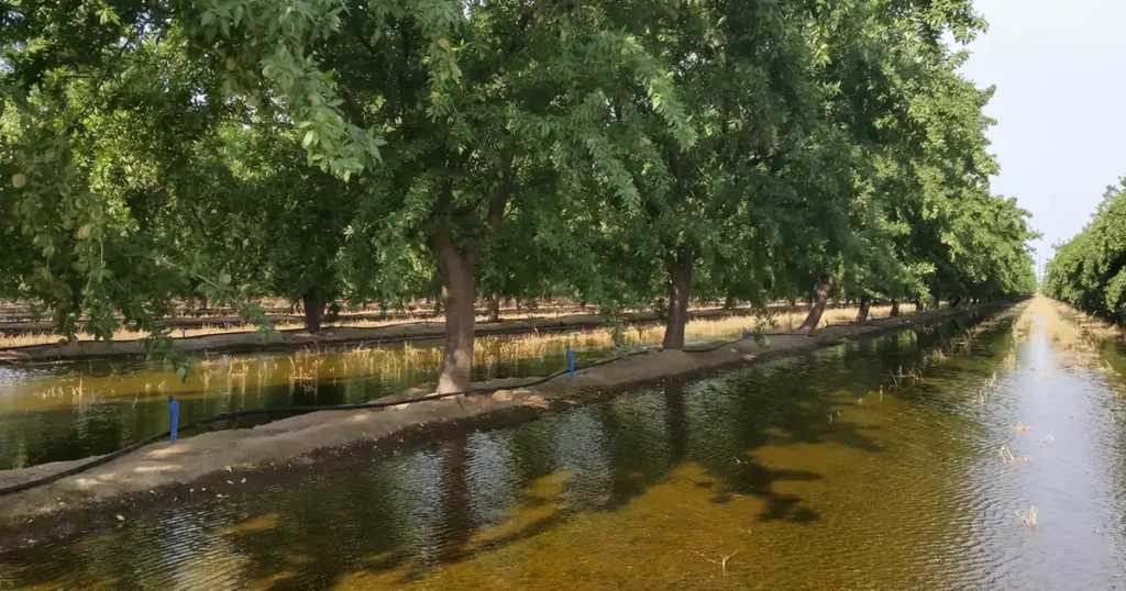 آبیاری نامناسب باغات