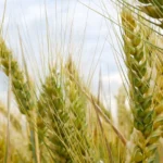 نکاتی درباره آخرین آبیاری در مزارع گندم