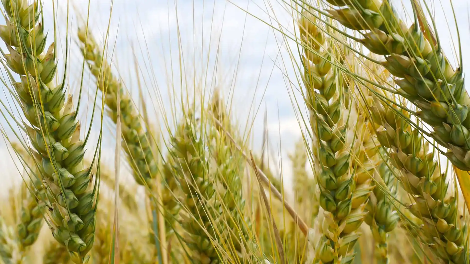 زمان آخرین آبیاری در مزارع گندم