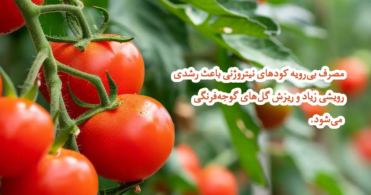 برنامه کودی گوجه فرنگی