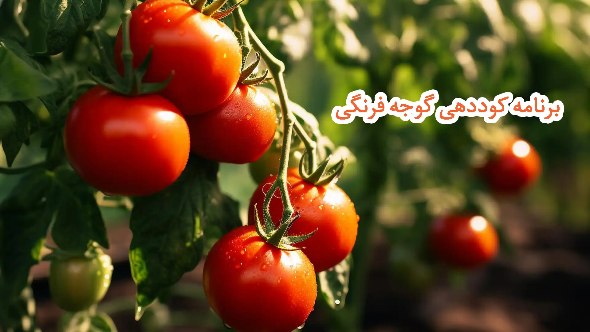 برنامه کوددهی گوجه فرنگی