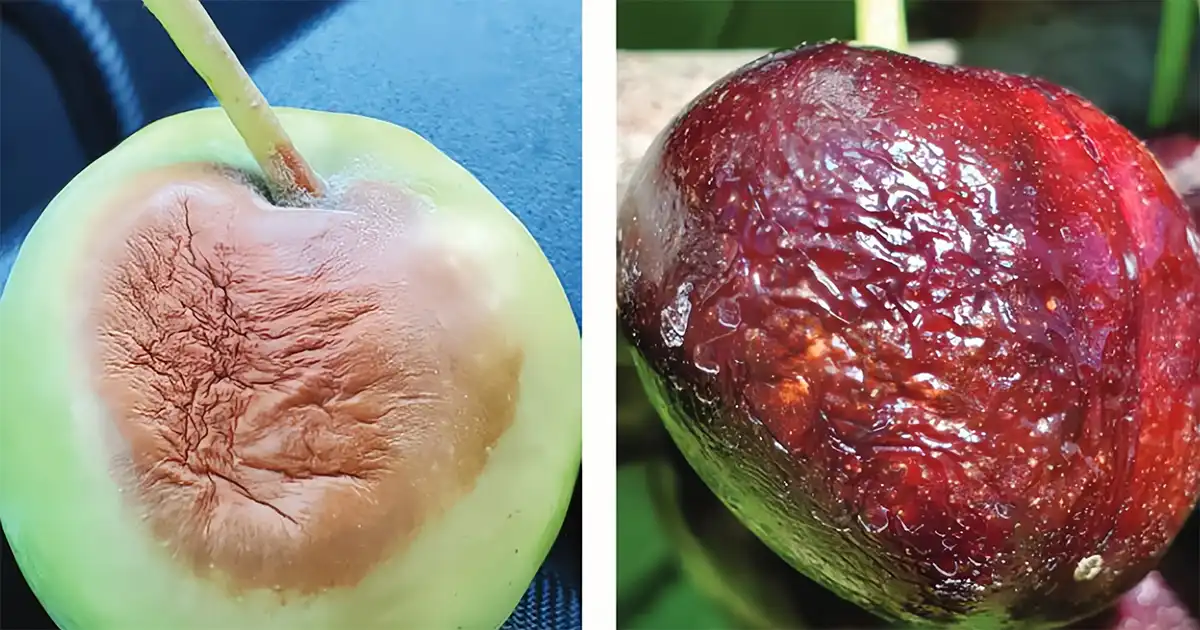 آفتابسوختگی ناشی از تنش گرما – میوه سیب و گیلاس