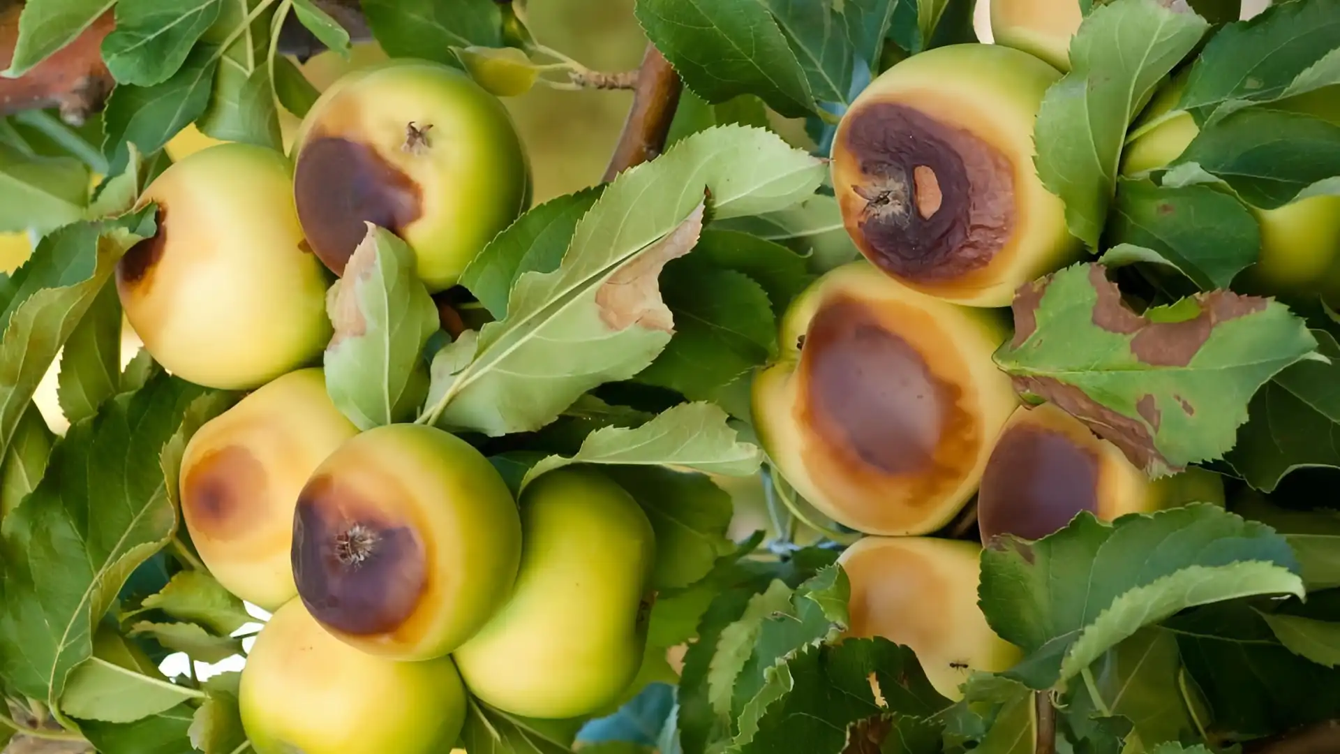 مقابله با تنش‌ گرمایی در باغات