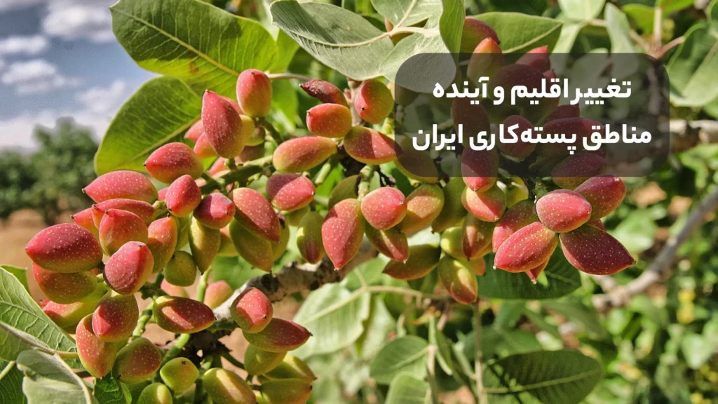 تغییر اقلیم و آینده مناطق پسته‌کاری ایران