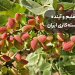 تغییر اقلیم و آینده مناطق پسته‌کاری ایران