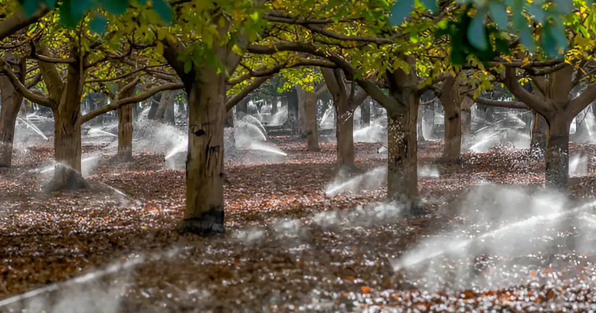 آبیاری بارانی باغات