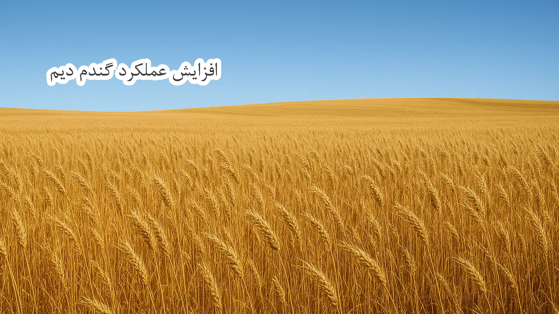 افزایش عملکرد گندم دیم