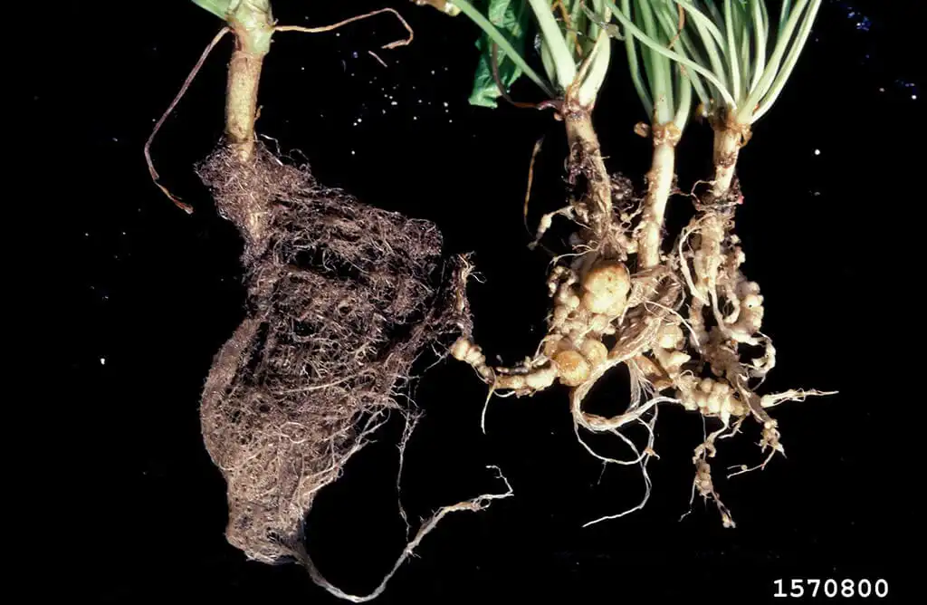tomato root knot nematode