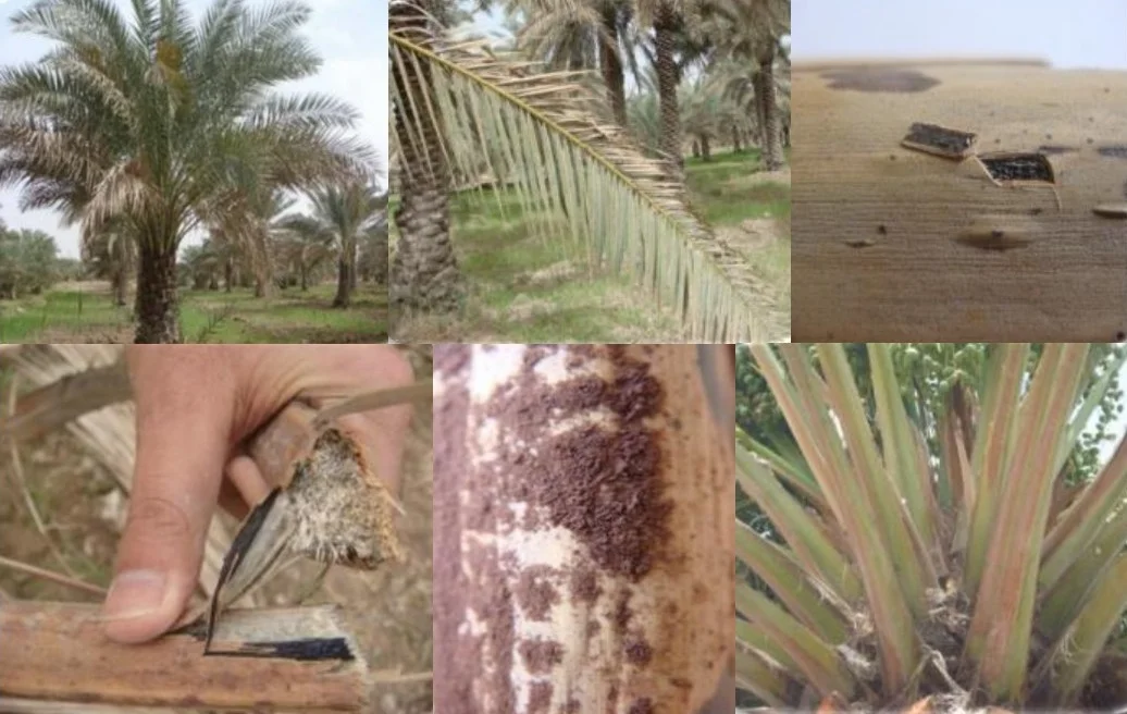 blight disease