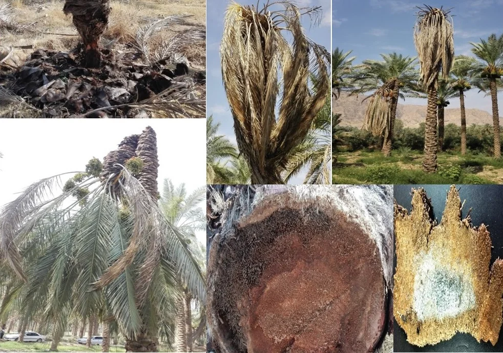 heart rot
 and trunk rot