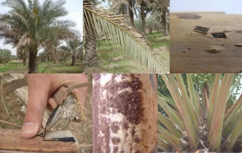 Khamedj disease