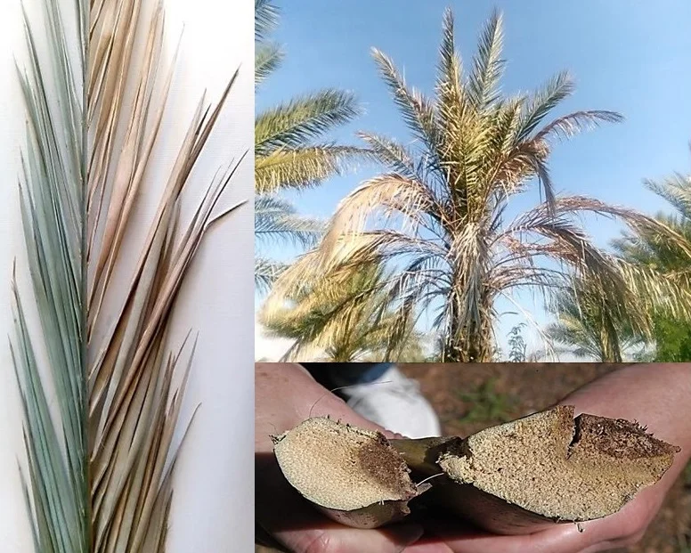 Fusarium in date tree