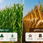 ذرت علوفه‌ای یا ذرت دانه‌ای؛ تفاوت‌ها و کاربردها