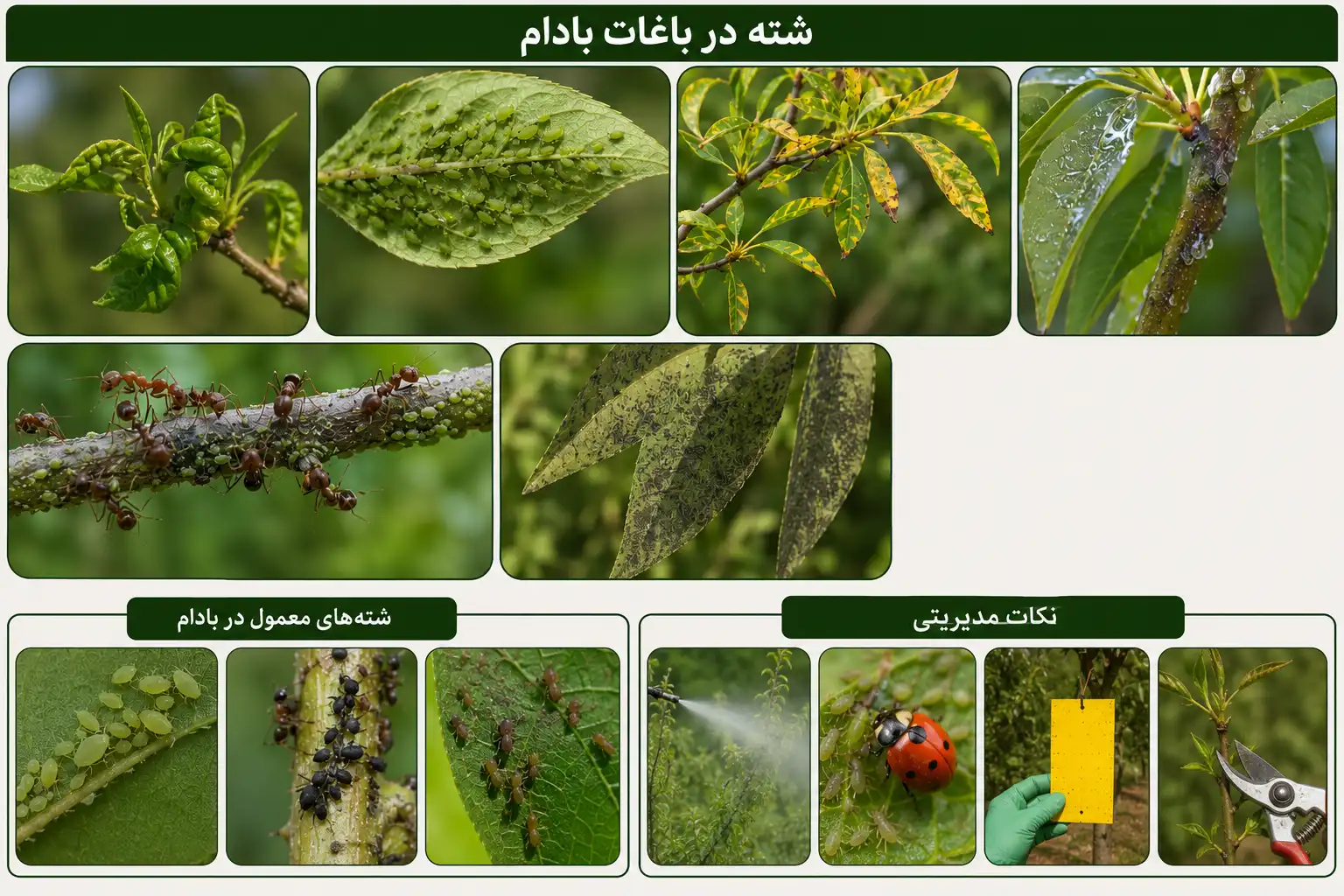 aphids almond