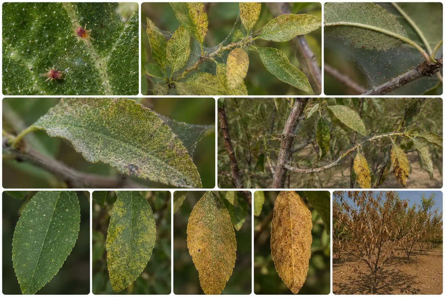 Spider Mite