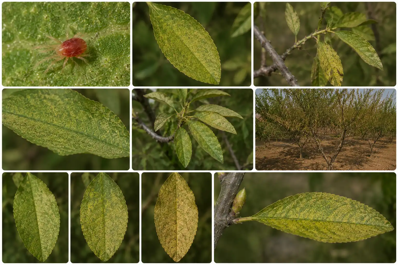 European Red Mite