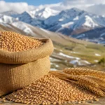 بهترین بذر گندم دیم برای مناطق سردسیر و کوهستانی ایران