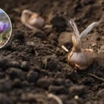 بهترین زمان کاشت زعفران در ایران؛ راهنمای عملی برای کشاورزان