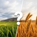 کاشت جو دیم یا گندم دیم؛ کدام برای کشاورز به‌صرفه‌تر است؟