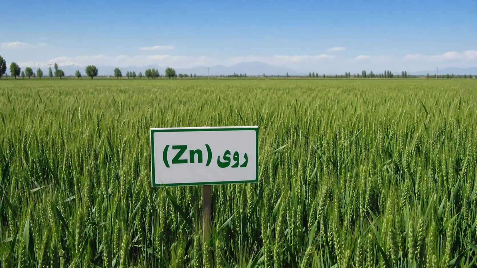 نقش روی (Zn) در افزایش عملکرد گندم در خاک‌های آهکی