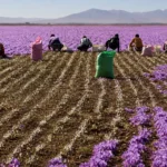 مشکلات برداشت زعفران در ایران