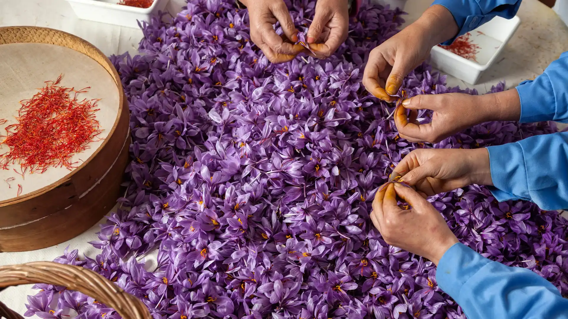 نکات مهم برداشت زعفران؛ راهنمای عملی برای یک برداشت باکیفیت