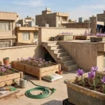 کشت زعفران در حیاط منزل یا پشت‌بام