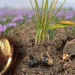 آفات زعفران در ایران و راه‌های مقابله با آن‌ها