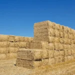 بررسی سودآوری و درآمد فروش کاه گندم و جو