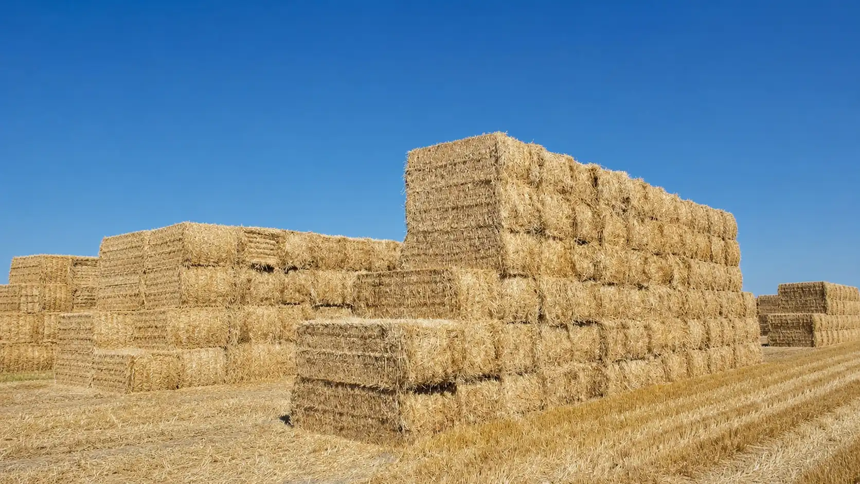 بررسی سودآوری و درآمد فروش کاه گندم و جو