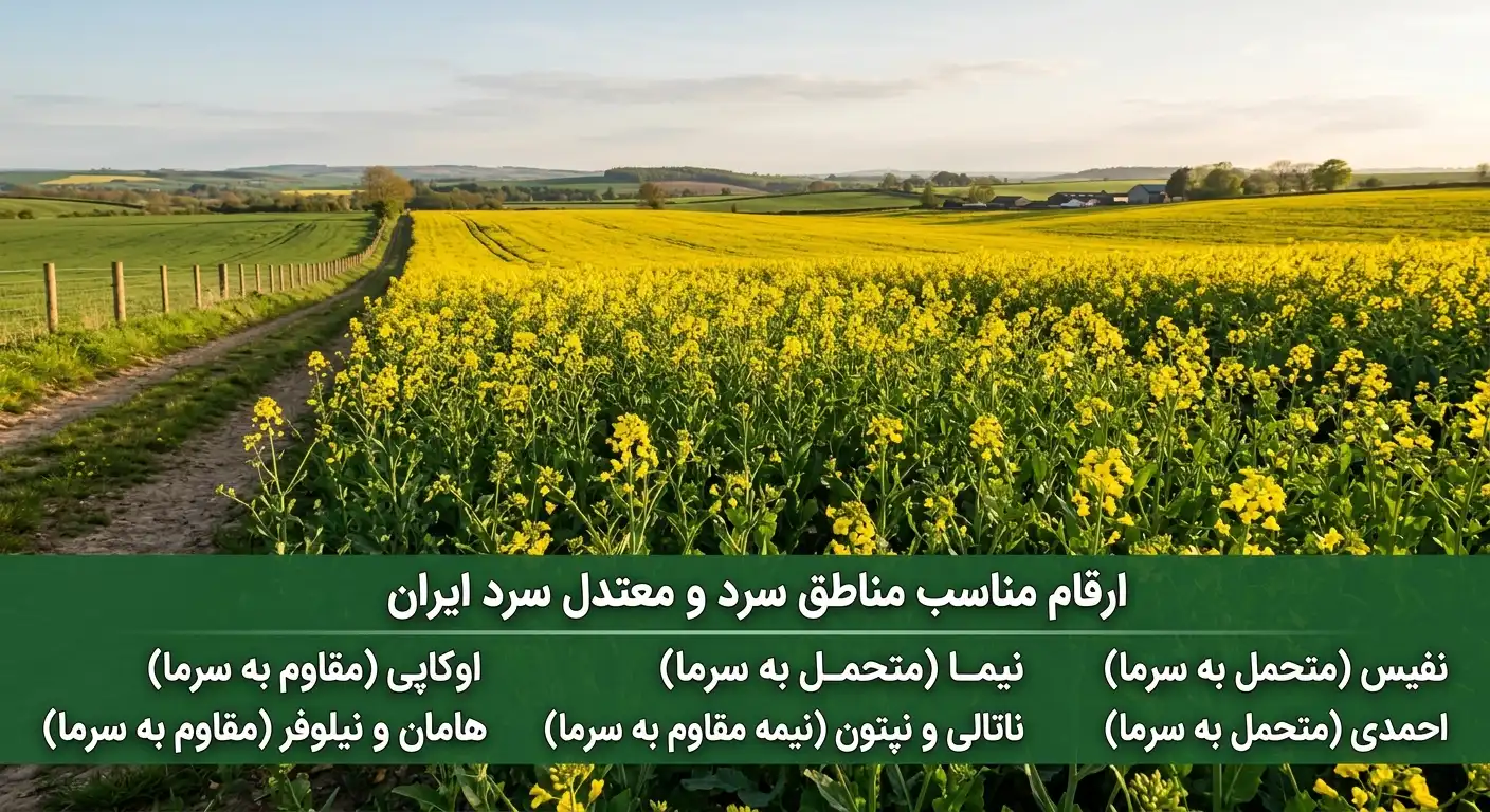  Selection
Canola Cultivar