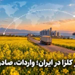 بازار کلزا در ایران؛ واردات، صادرات و مسیر پیش‌رو