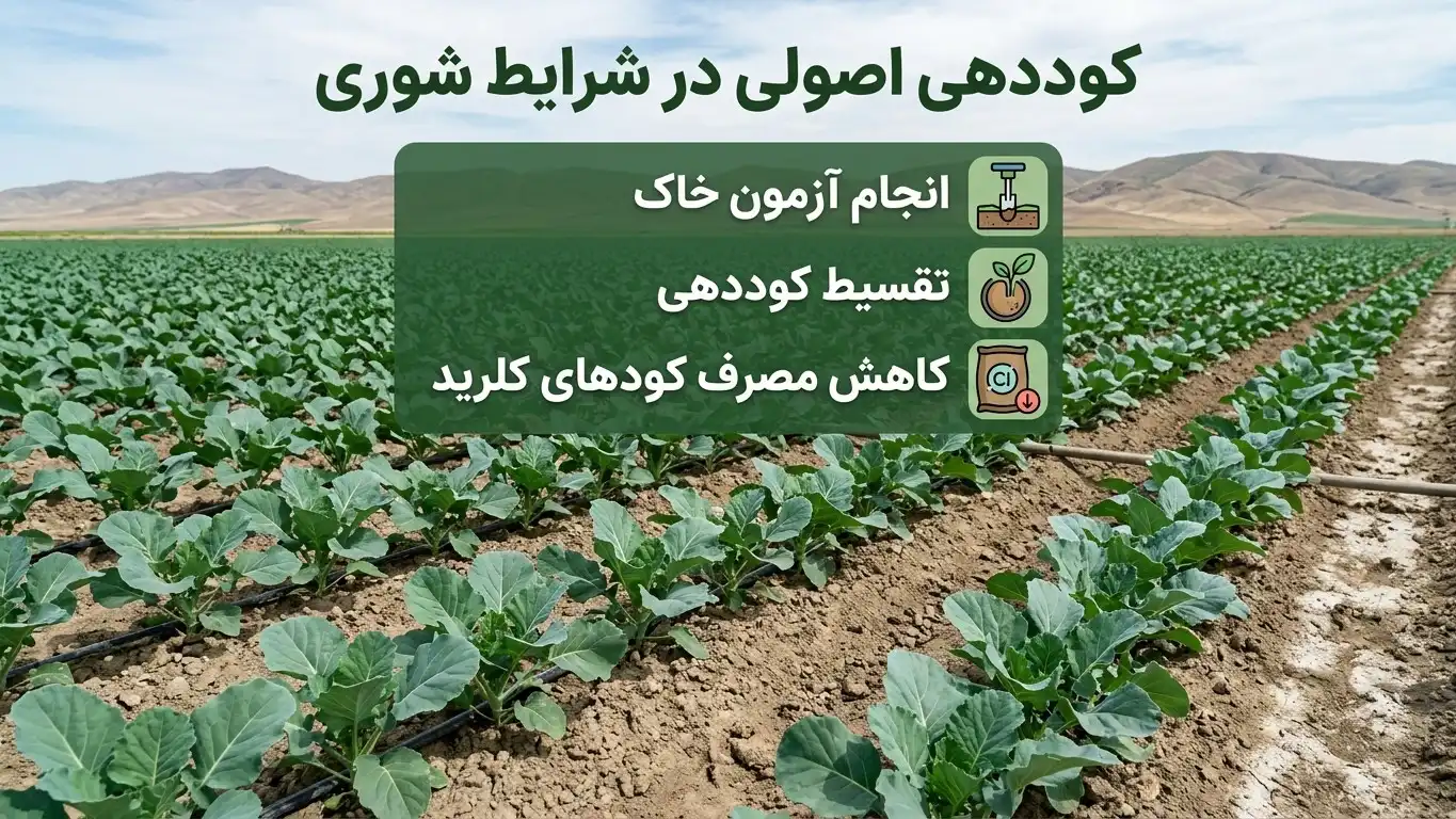 کوددهی در شرایط شوری خاک