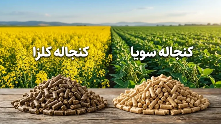 مقایسه کنجاله کلزا با کنجاله سویا