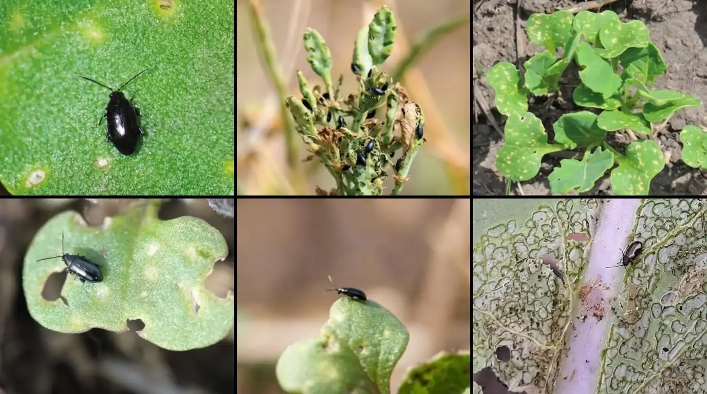 Crucifer-flea-beetle