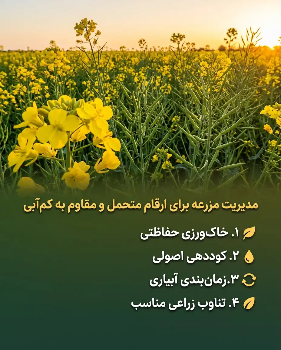 Canola Cultivar Farm Managment