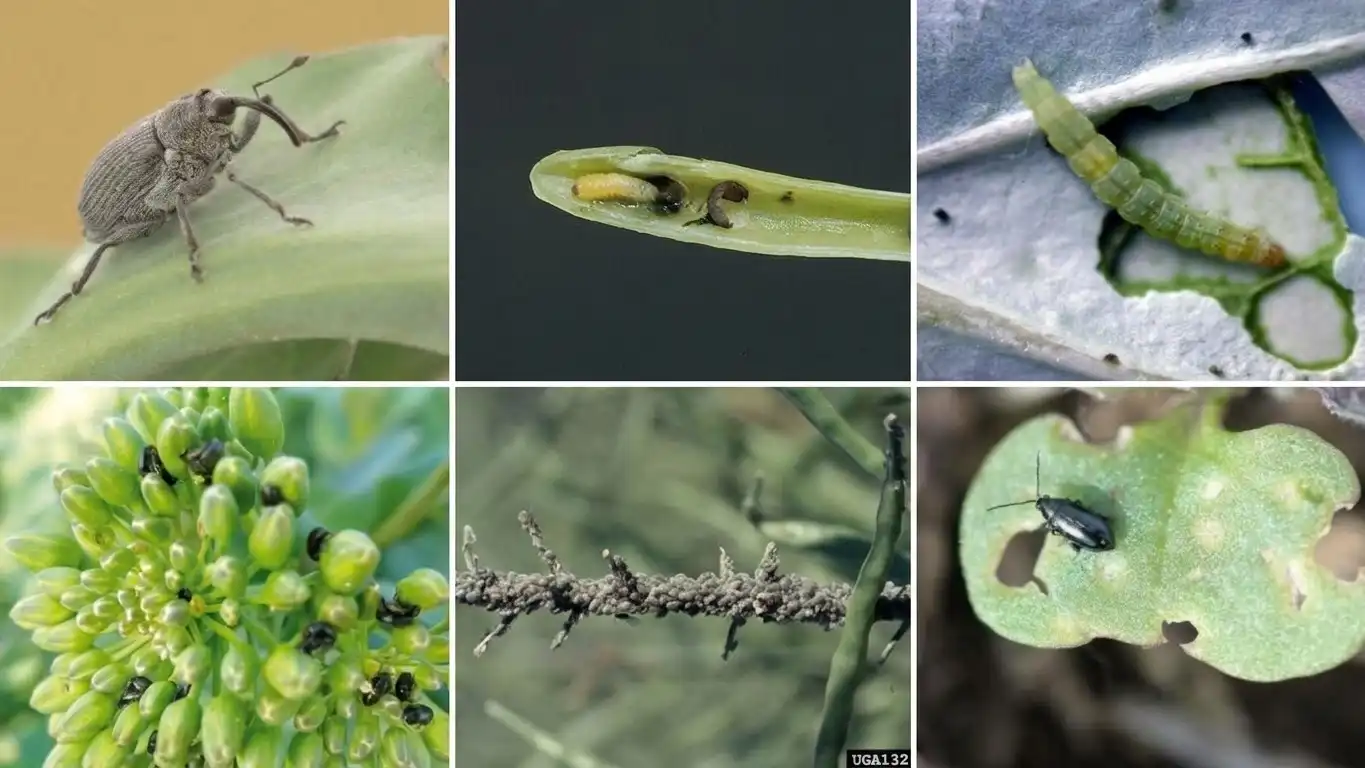 CanolaPests