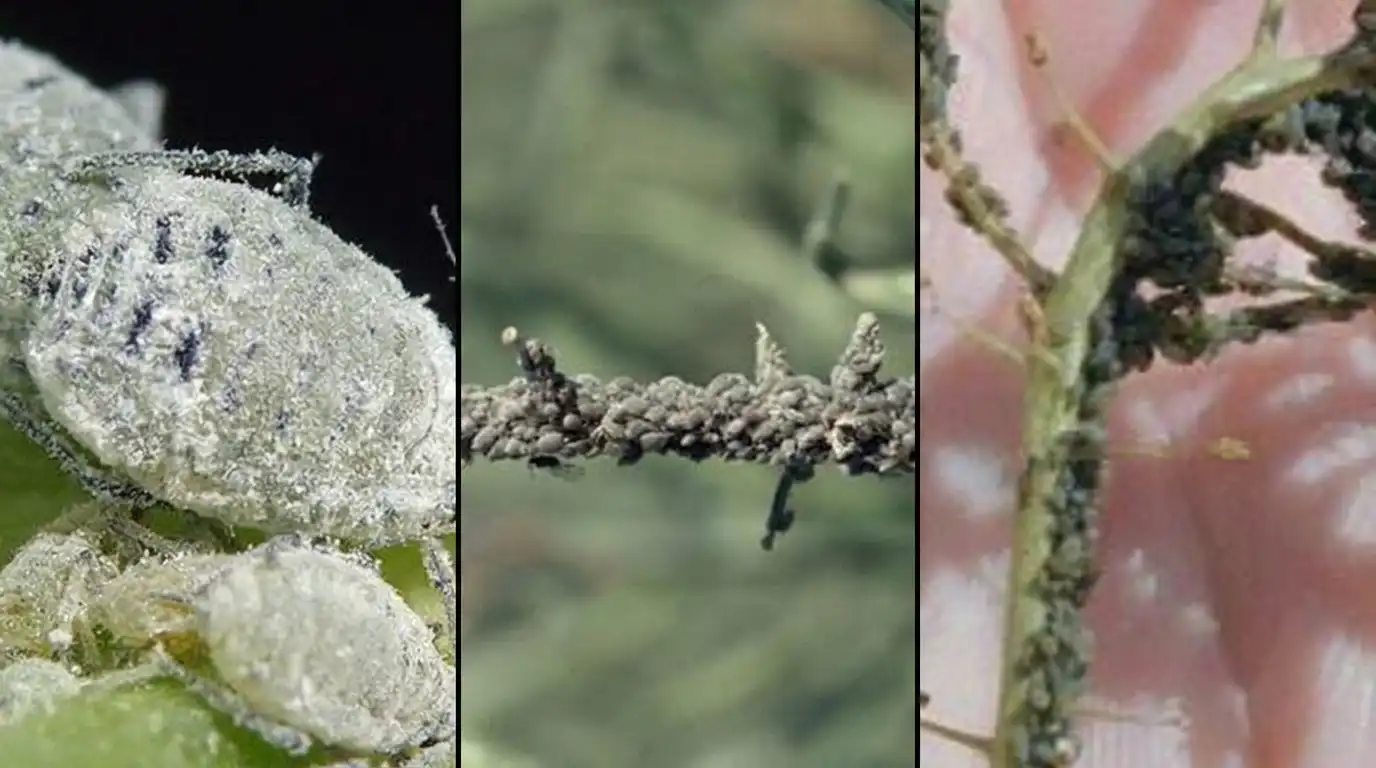 Mealy-cabbage-aphid